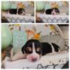 AKC BEAGLE PUPPYS