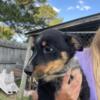 Texas Heeler Puppies