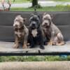 American Bully Pups READY