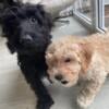 CAVAPOO PUPPIES FOR SALE- READY TO LEAVE