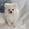 Pomeranian puppy cream male Louie