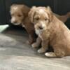 Goldendoodle micro mini