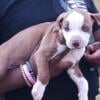 Chocolate and white pitbull pup 