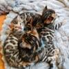 Bengal kittens Tica registered