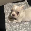 Girl white French bulldog (AKC)