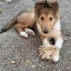 Rough collie puppy