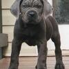AKC Champion Import Bloodline Cane Corso Pups Available