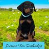 AKC Black and Tan Doberman  256-497-0552