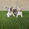 French Bulldog Pups  $1500