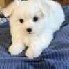 A.K.C. Maltese Puppies For Sale