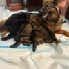 AKC Champion Bloodlines- German Shepherd Puppies For Sale