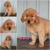 Akc golden retrievers! Ready Feb 2025