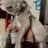 5 Beautiful XL Bully Puppies for Sale