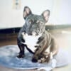 1 yr old Female Frenchie