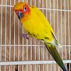 Sun conure proven male