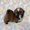 Male Shih Tzu puppies