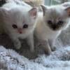 Ragdoll Bicolor Males