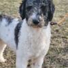 2yr Brindle Blue Merle Poodle 