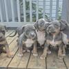 extreme XL american bully pups