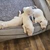PITTBULLS baby_ good home