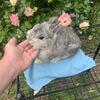 Chinchilla Netherland Dwarf Doe