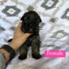 AKC longcoat German shepherd puppies health tested, titled, imported parents/bloodlines