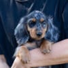 Dapple Miniature Dachshund Boys