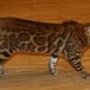 Incredible male Bengal kitten 