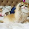 NEW Elite Scottish fold kitten from Europe with excellent pedigree, male. Barni