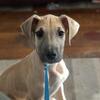 Pit mix puppies