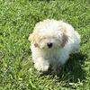 Teddy bear female 