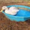 Farm Duck For Sale