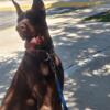 European Doberman /Presa Canario=America Canary Pincher