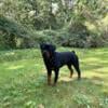 AKC German Rottweiler Puppies Due End of September