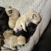 Pug Puppies