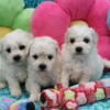 Bichon Frise - 2 males; 1 female