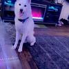 AKC Siberian Husky