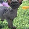 Black Sphynx Girl