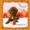 Miniature Poodle Puppies