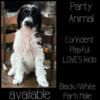 AKC Standard Poodle Puppies