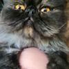 Male extreme face persian!