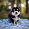 FLUFFY MINI HUSKY AKA POMSKY BOY 2 OF 4