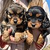 Cavapoo puppies