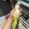 quaker parrot friendly healthy beutfull bird