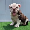 English Bulldog Pup