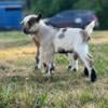 2 buckling nigerian dwarf  goats  newberry sc or can meet in fort mill