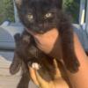 Black kitten available! 