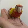 Sun cheek conures