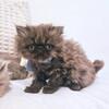 Perfect lil Persians