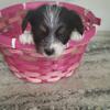 Shorkie girl